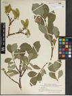 Foto von Salix lanata L.